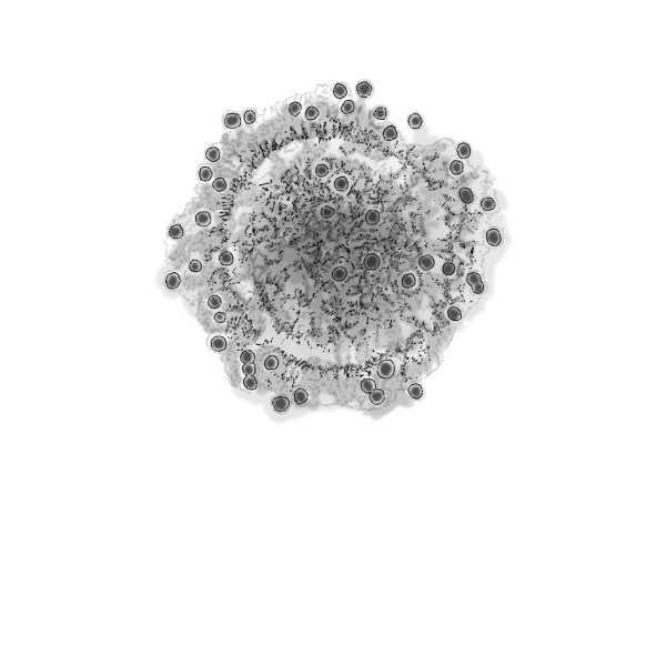 Inmune System (1)