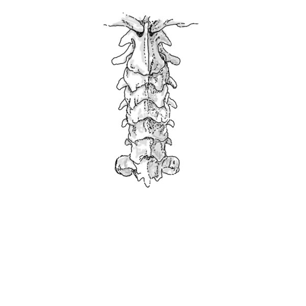 Spine (1)